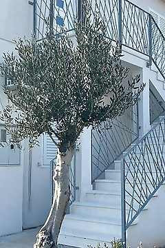 Apartment Leonora Vinisce